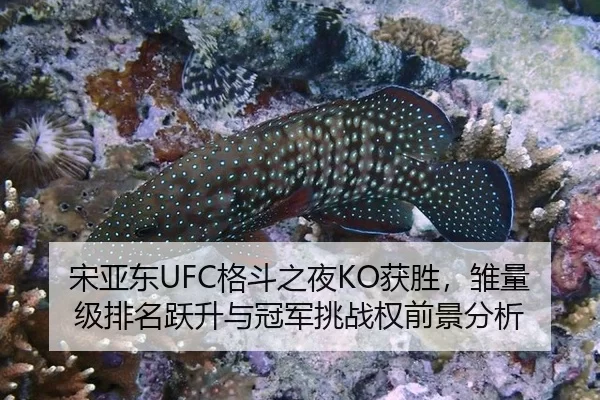 宋亚东UFC格斗之夜KO获胜，雏量级排名跃升与冠军挑战权前景分析
